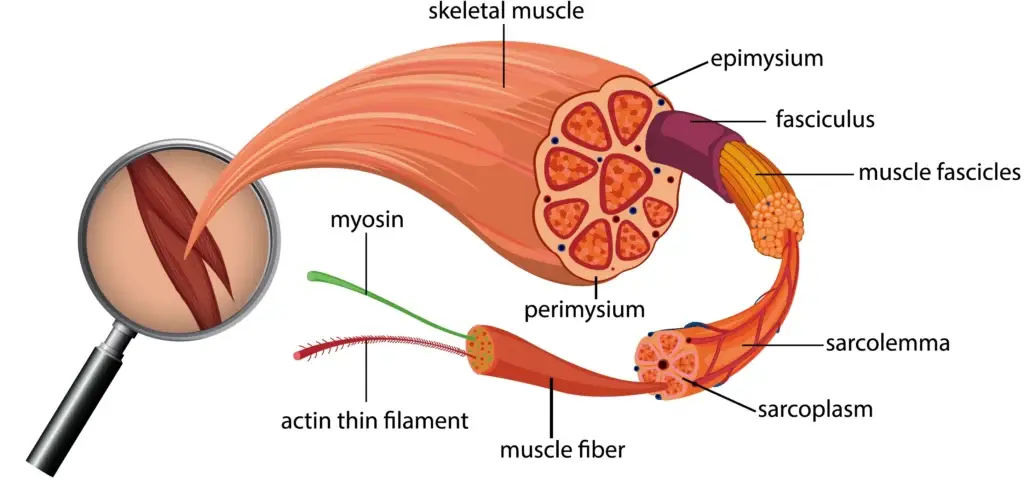 Detailed anatomy of a muscle under a magnifying glass, showing muscle fibers and structures.